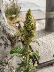 Amaranthus retroflexus