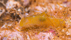 Plocamopherus pecoso