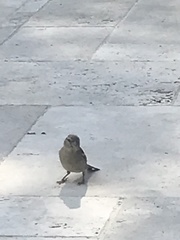 Passer domesticus