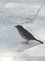 Passer domesticus