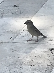Passer domesticus