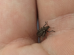 Philopedon plagiatum