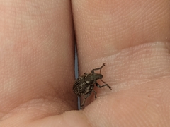 Philopedon plagiatum