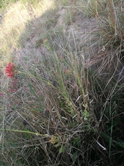 Kalanchoe rotundifolia
