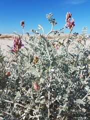 Astragalus magdalenae