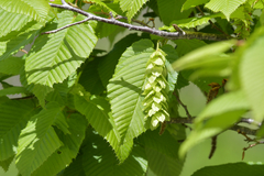 Carpinus cordata