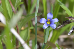 Sisyrinchium septentrionale