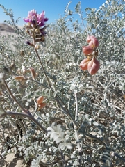 Astragalus magdalenae
