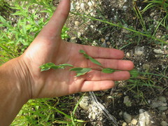 Symphyotrichum sericeum