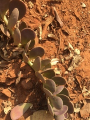 Kleinia petraea