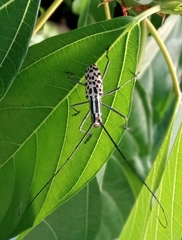 Macrochenus isabellinus