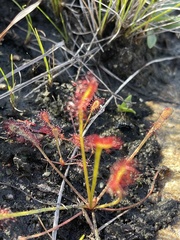 Drosera nidiformis