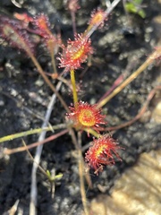 Drosera nidiformis