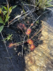 Drosera nidiformis
