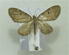 Eupithecia assimilata