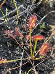 Drosera nidiformis