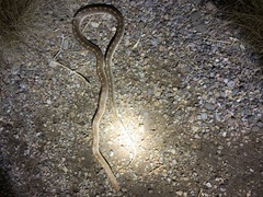 Arizona elegans philipi