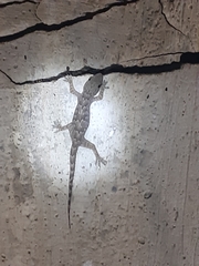 Hemidactylus flaviviridis