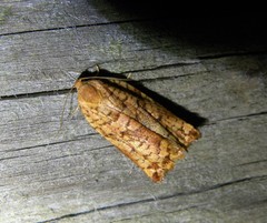 Archips oporana