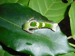 Polyura delphis
