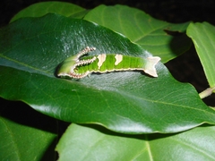 Polyura delphis