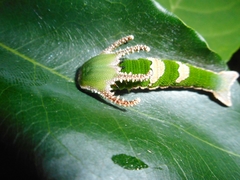 Polyura delphis