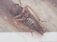 Paraphlepsius attractus