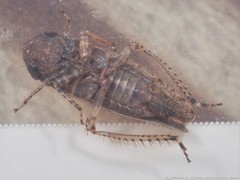 Paraphlepsius attractus