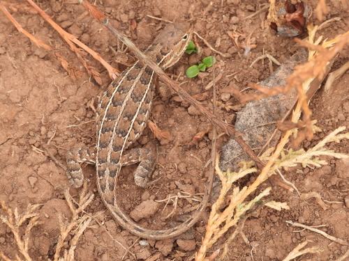 San Gabriel Bunchgrass Lizard