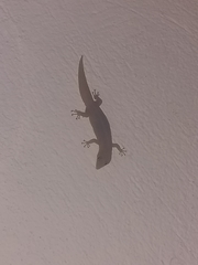 Sphaerodactylus elegans