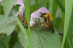 Bombus consobrinus