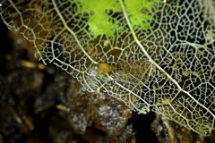 Potamopyrgus oppidanus