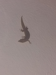 Sphaerodactylus elegans