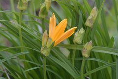 Hemerocallis middendorffii