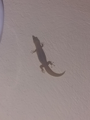 Sphaerodactylus elegans