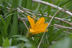 Hemerocallis middendorffii