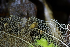 Potamopyrgus oppidanus