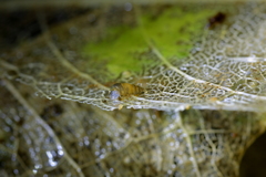 Potamopyrgus oppidanus