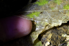 Potamopyrgus oppidanus