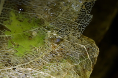 Potamopyrgus oppidanus