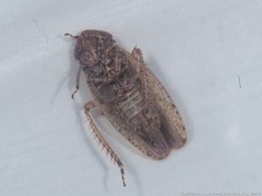 Paraphlepsius attractus