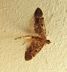 Duponchelia lanceolalis