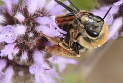 Eucera hamata