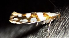 Argyresthia calliphanes