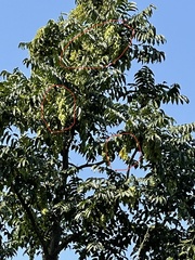 Ailanthus fordii