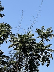 Ailanthus fordii