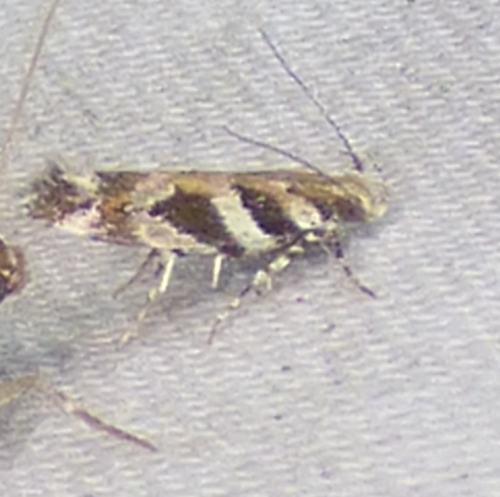 Pink-washed Aristotelia Moth