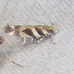 Pink-washed Aristotelia Moth