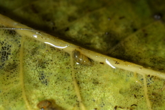 Potamopyrgus oppidanus