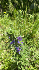 Echium vulgare